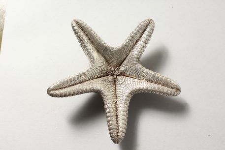 Silver Starfish - Image 5